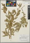 Foto von Salix pseudocordata Andersson
